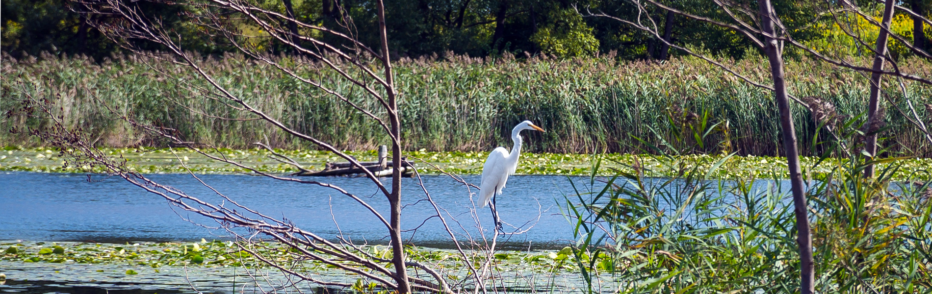 Tommy Thompson Guided Kayak Tour